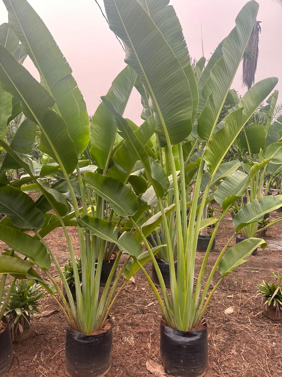 Natural plants supplied by Total Green Solutions